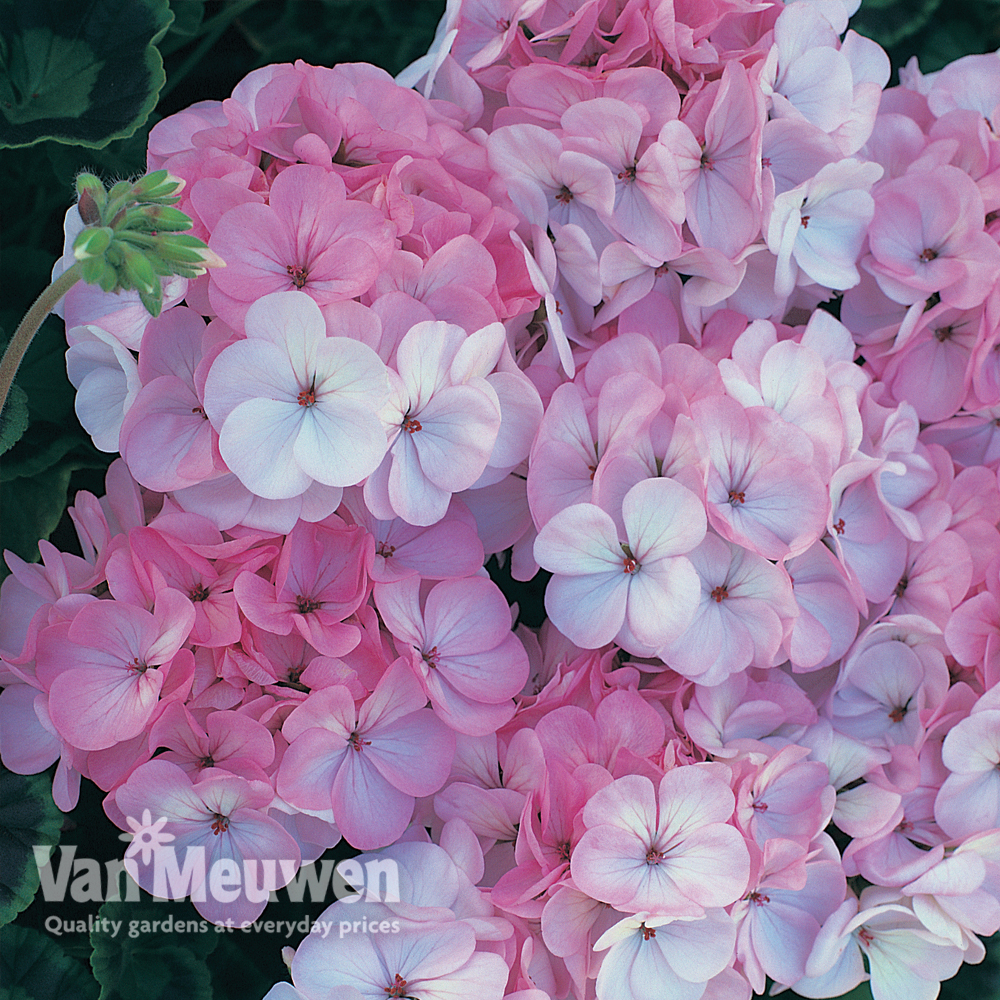 Geranium 'Horizon F1 Appleblossom'