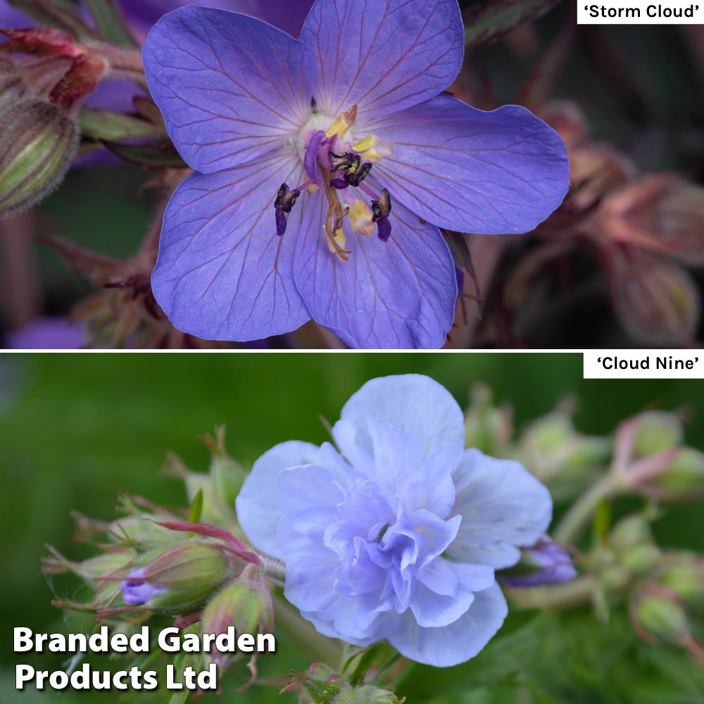 Geranium Cloud Collection