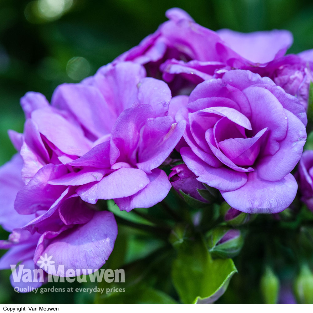 Geranium 'Blue Sybil'