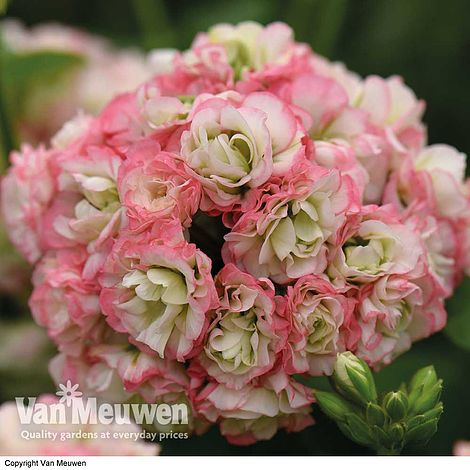 Geranium 'Appleblossom'