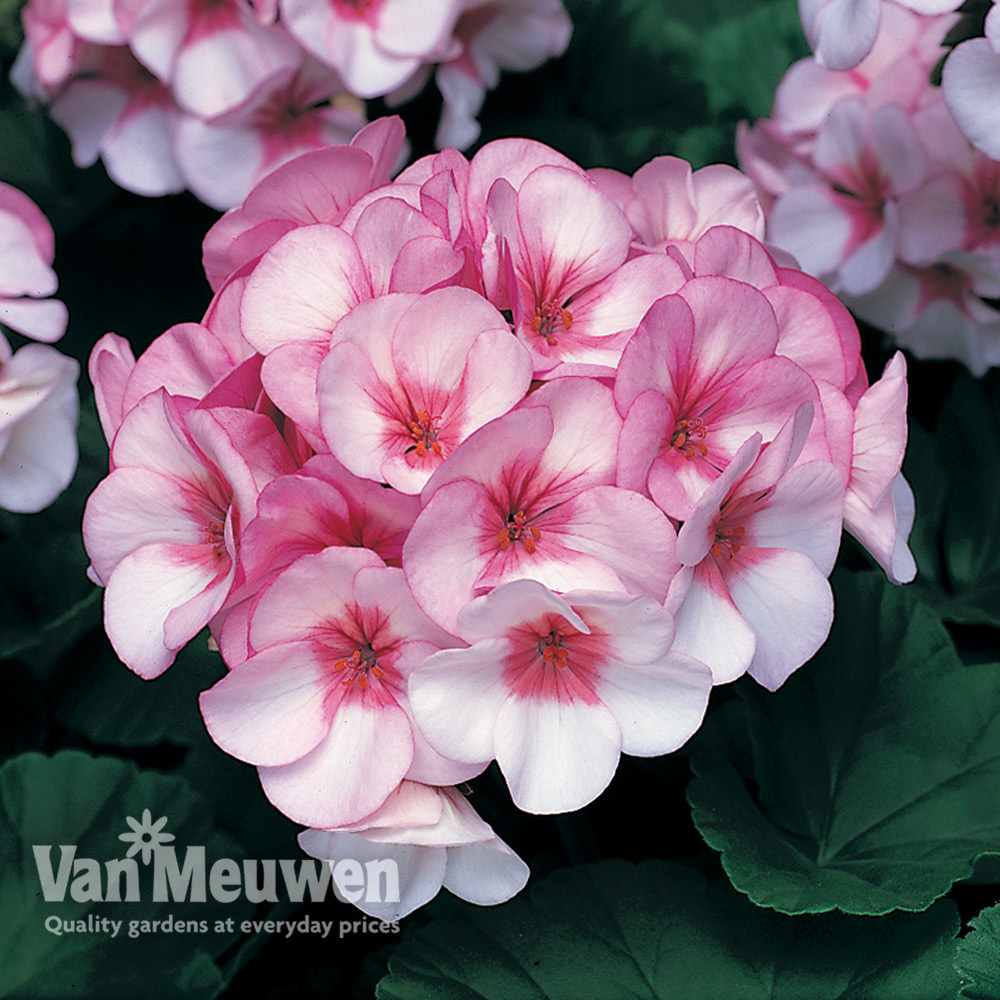 Geranium 'Maverick Star'