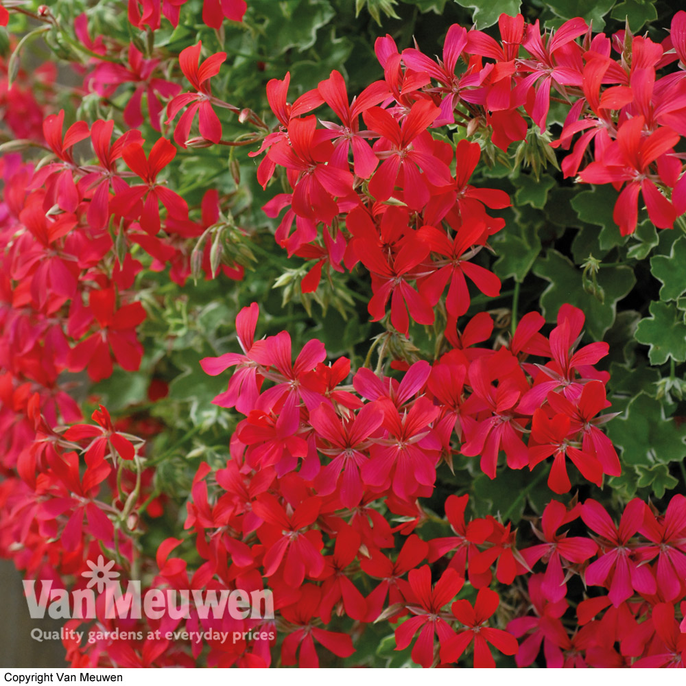 Geranium 'Balcon Red'