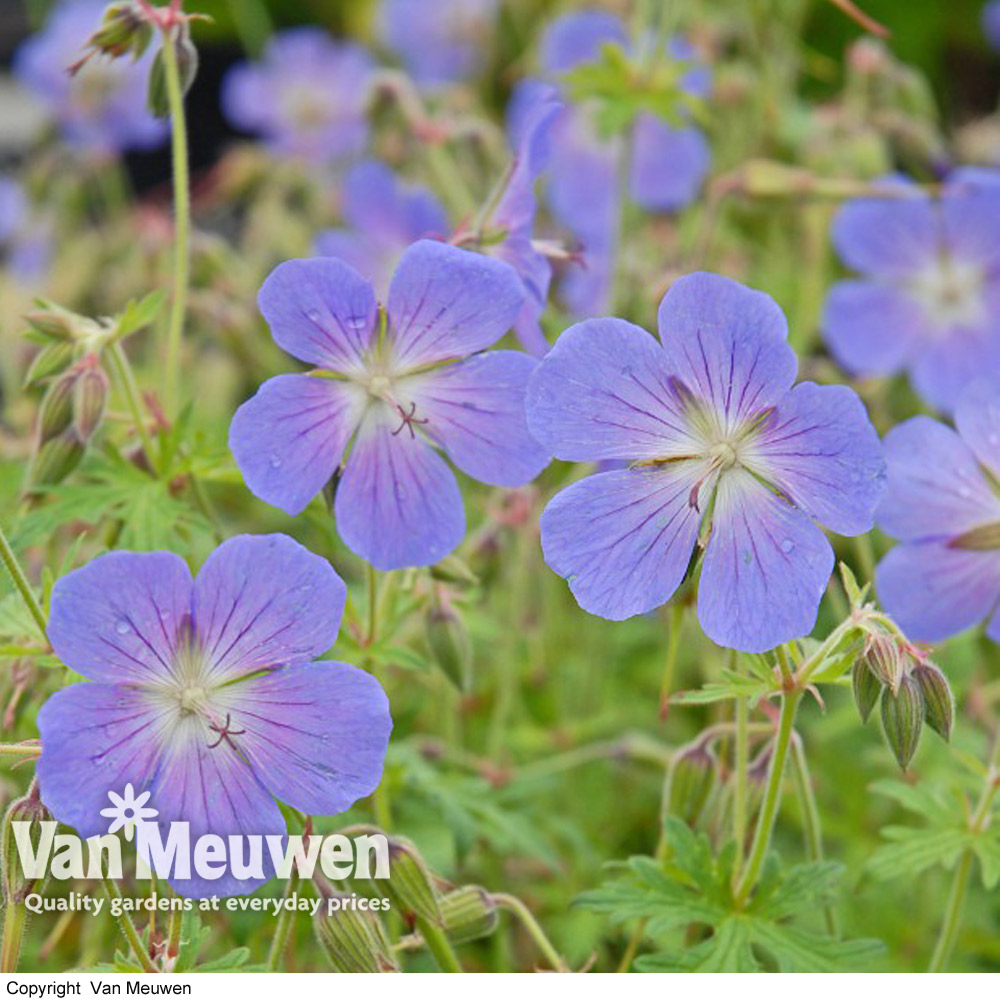 Geranium 'Johnson's Blue'