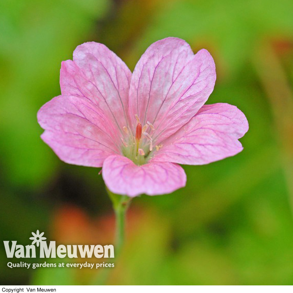 Geranium oxonianum 'Wargrave Pink'