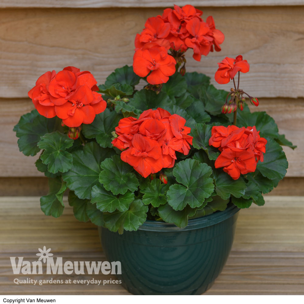 Geranium 'Grandeur Red'