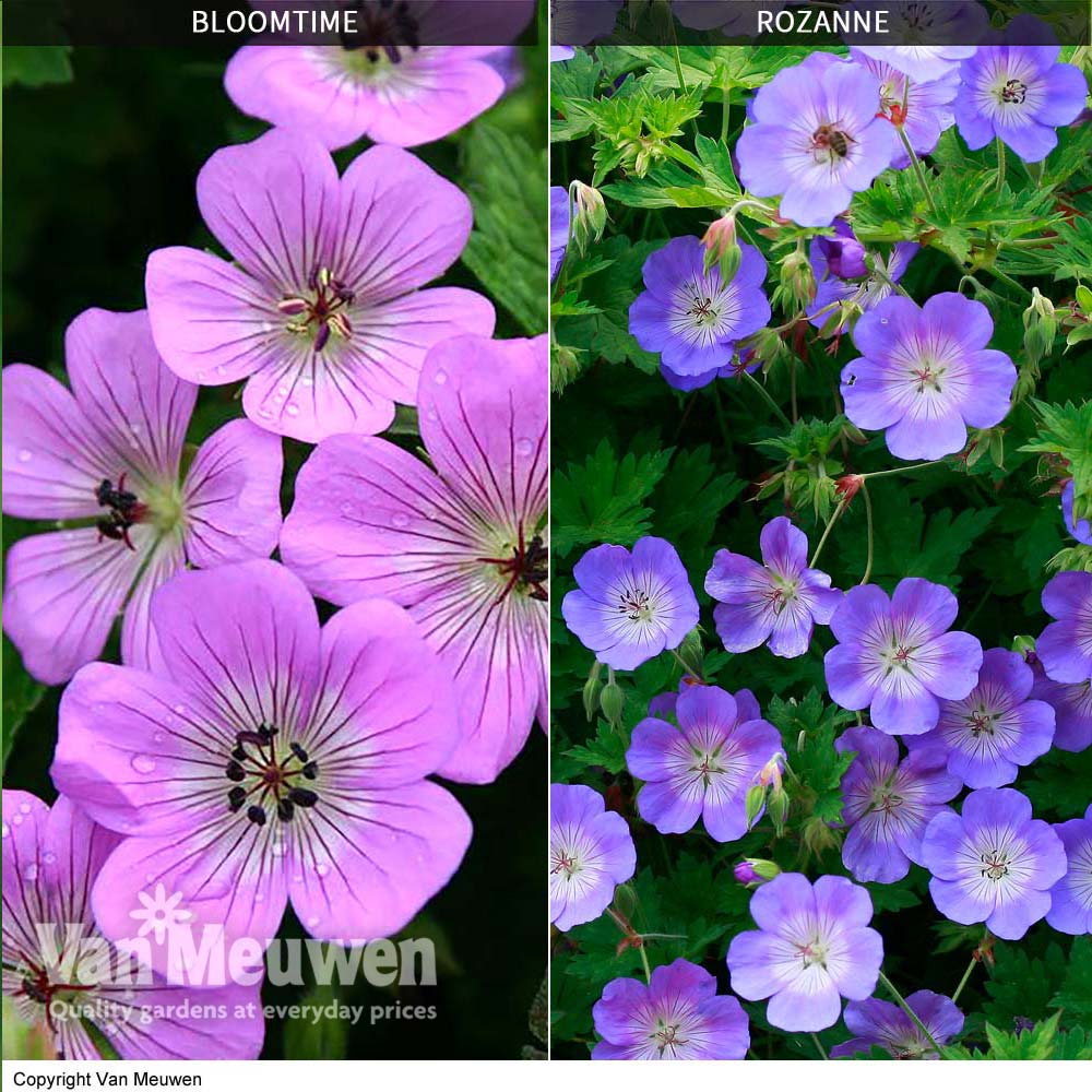 Geranium 'Bloomtime' & 'Rozanne' Collection