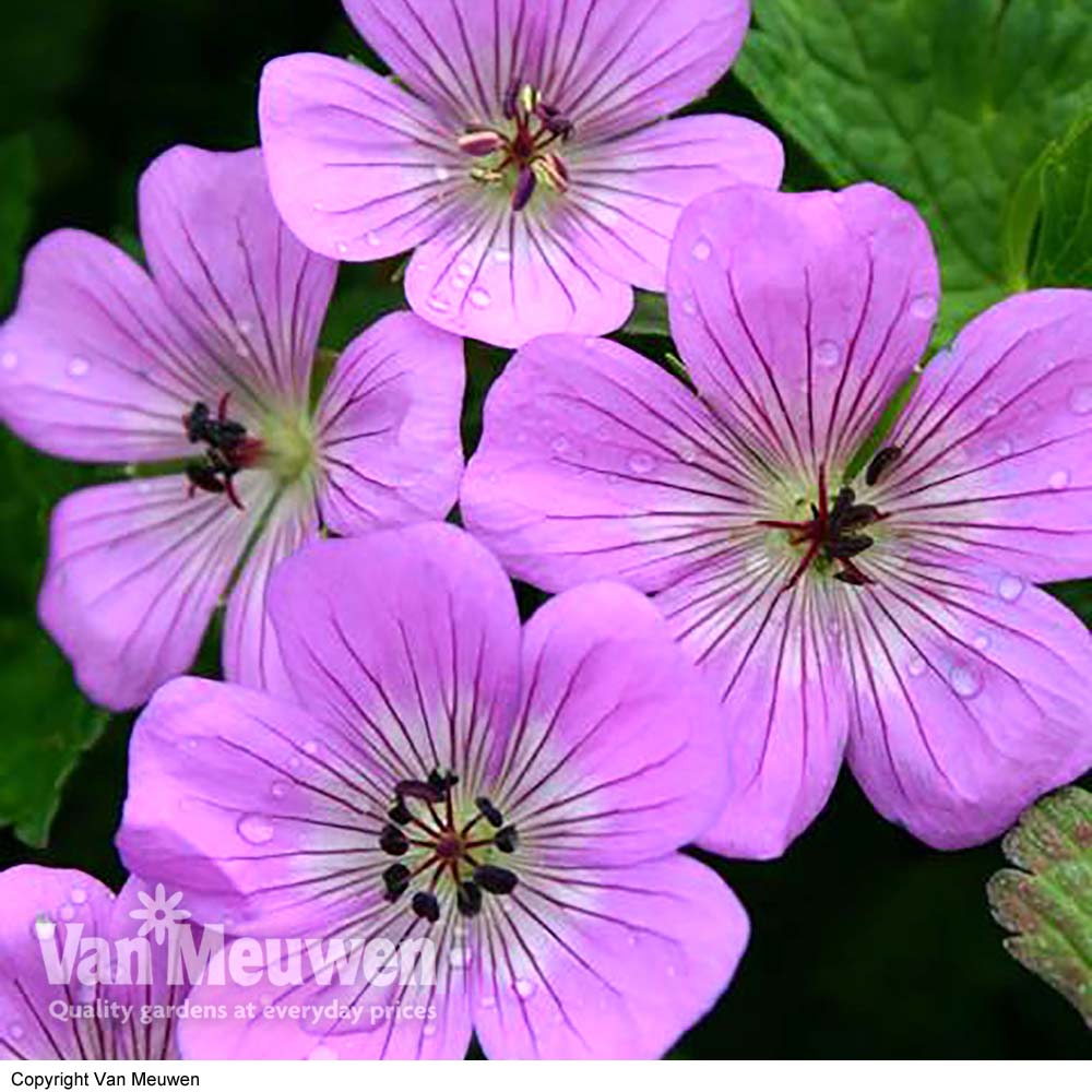 Geranium 'Bloomtime'