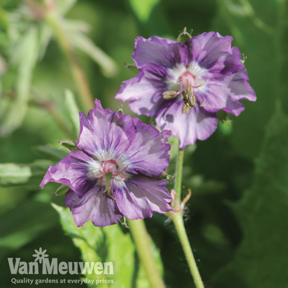 Geranium Censation&trade; 'Kora'