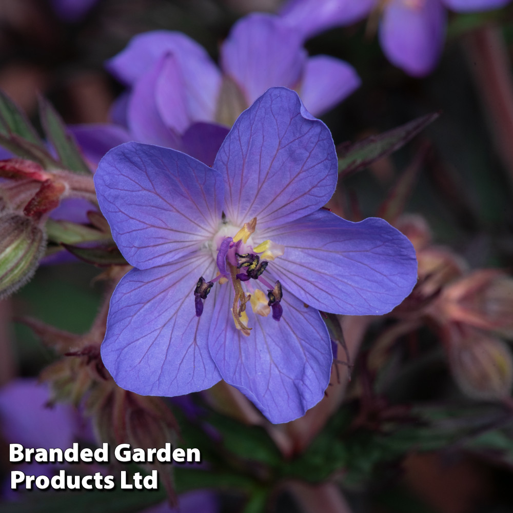 Geranium 'Storm Cloud'