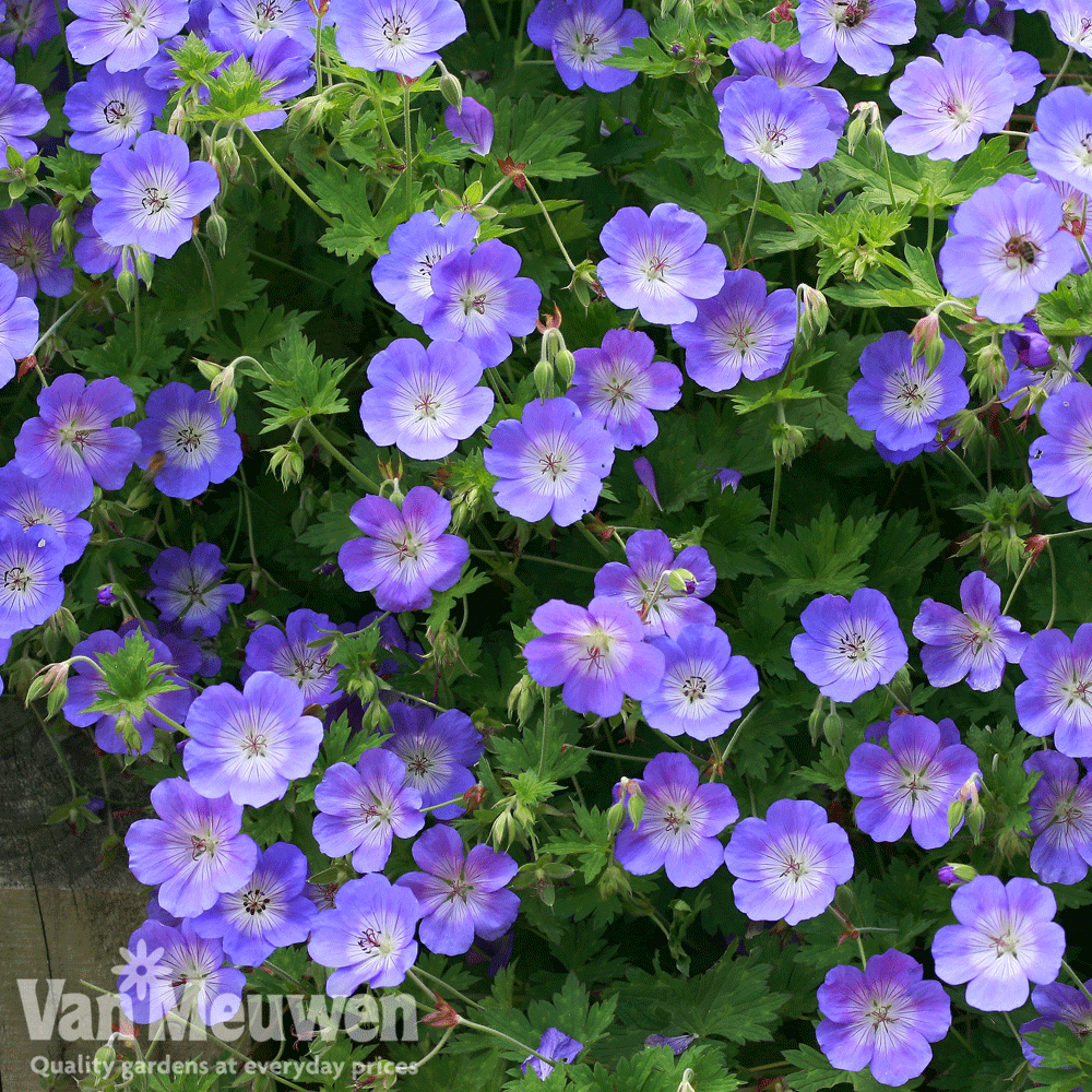 Geranium 'Rozanne'