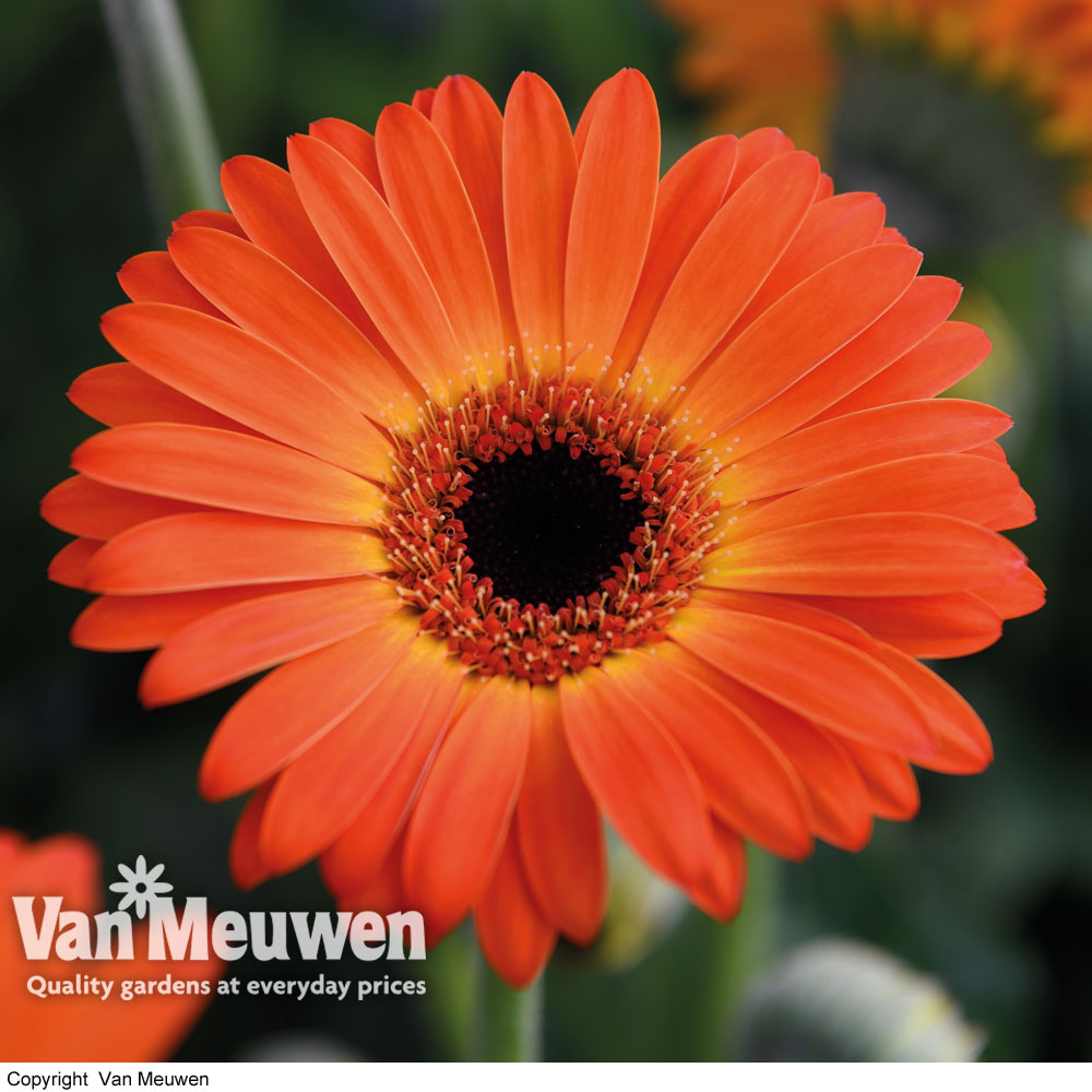 Gerbera 'Sweet Sunset'