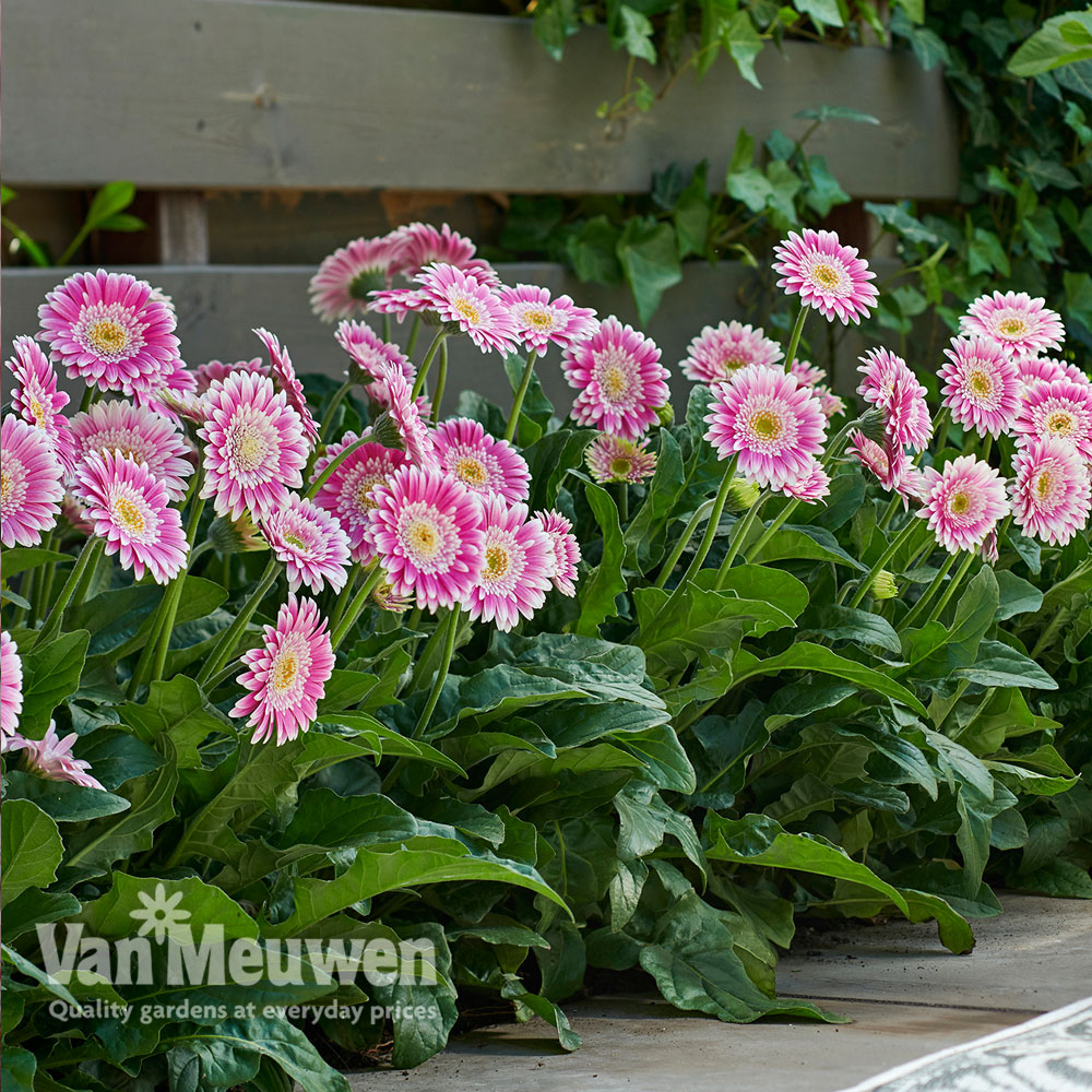 Gerbera 'Sweet Fiesta'