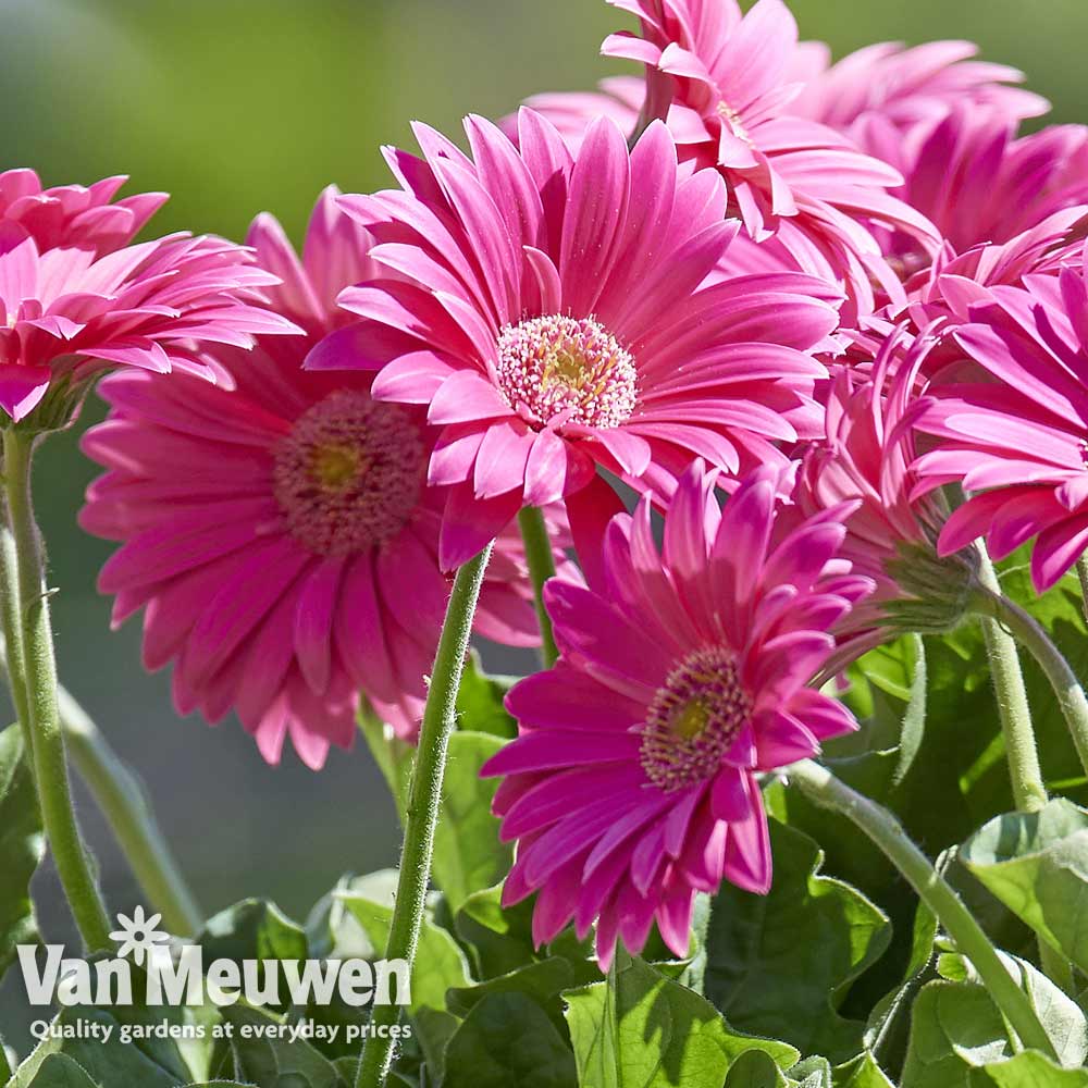 Gerbera 'Sweet Heart'