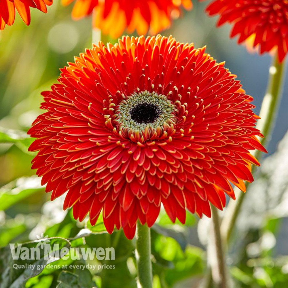 Gerbera 'Glorious Orange' (Landscape Series)