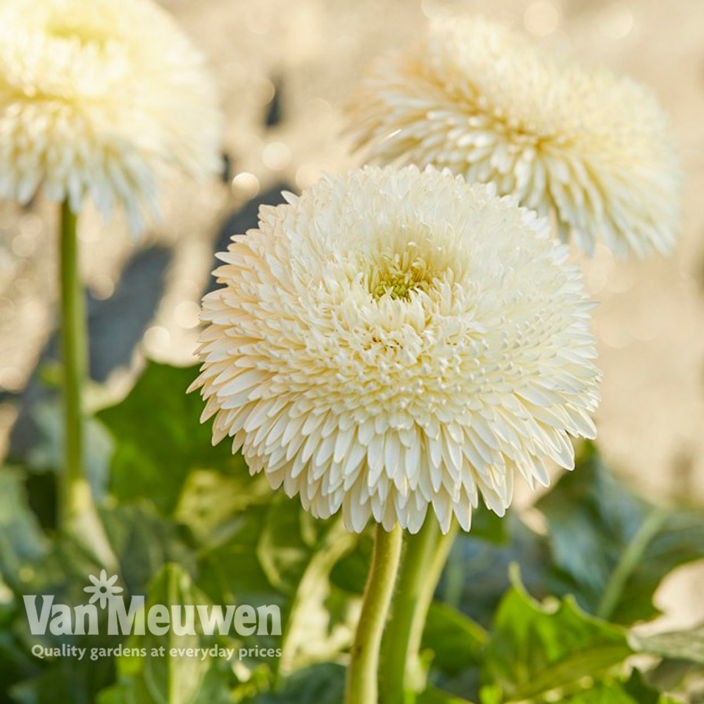 Gerbera 'Glorious White' (Landscape Series)