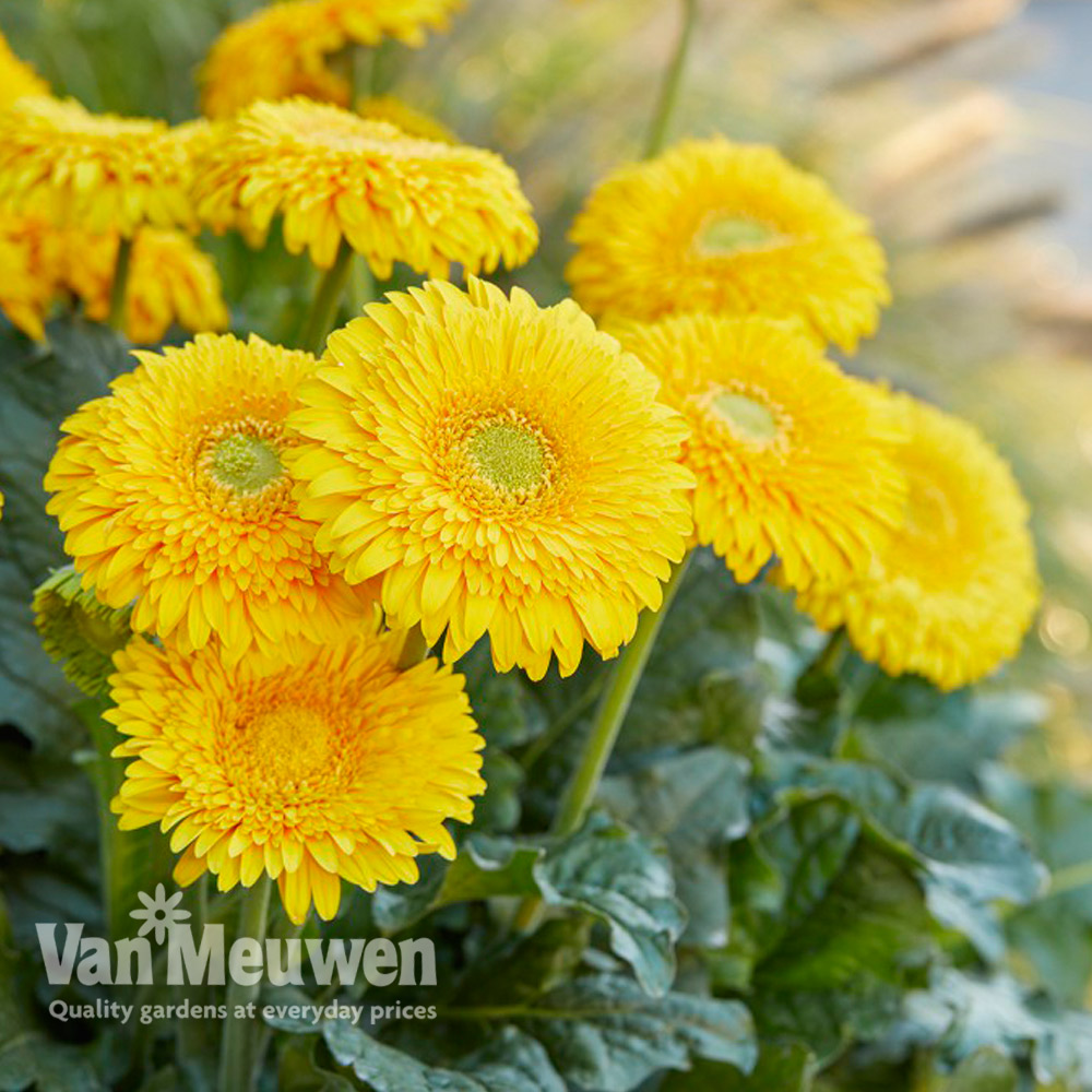 Gerbera 'Glorious Yellow' (Landscape Series)