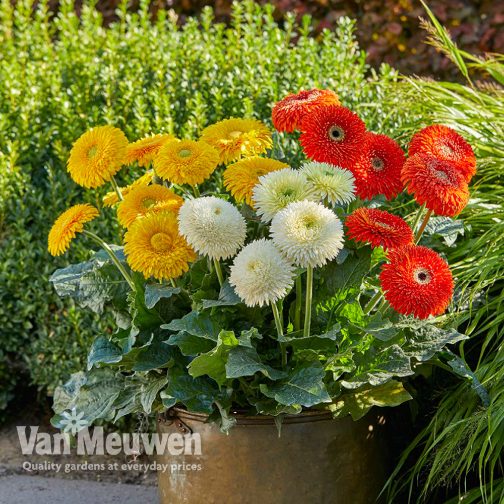 Gerbera 'Glorious' Trio (Landscape Series)