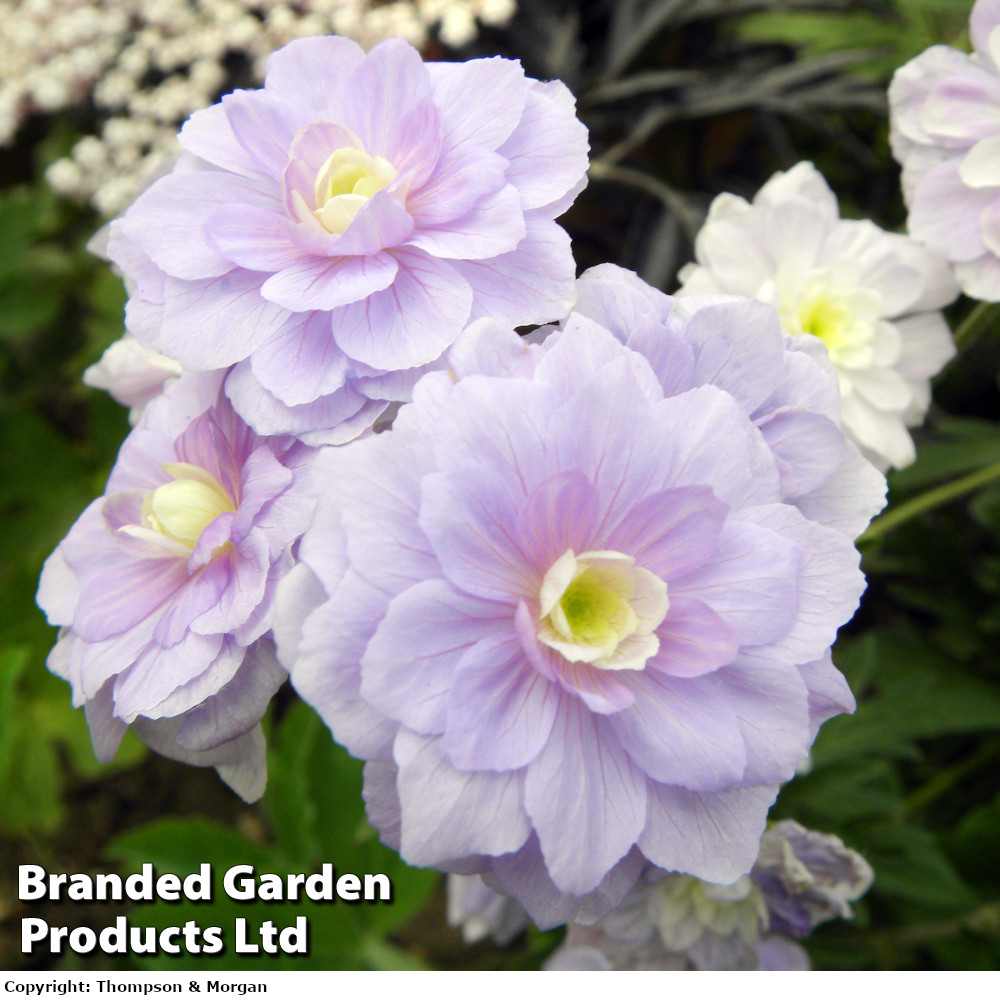 Geranium pratense 'Summer Skies' (Hardy)