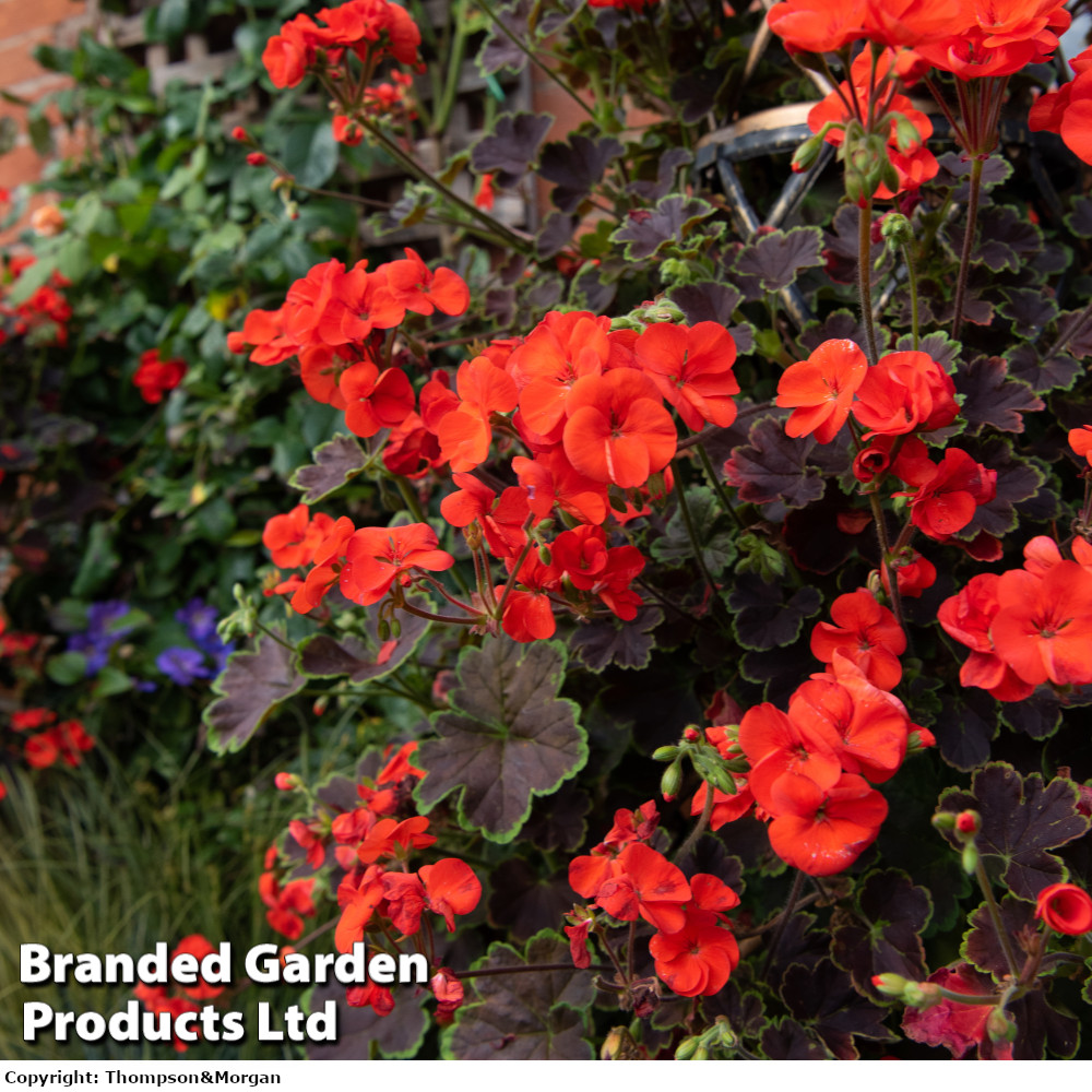 Geranium 'Tall Dark & Handsome Orange'