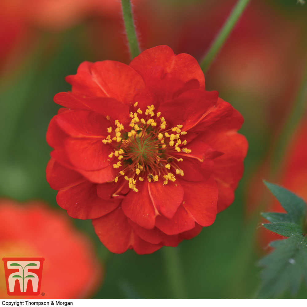 Geum flore-plena 'Blazing Sunset'