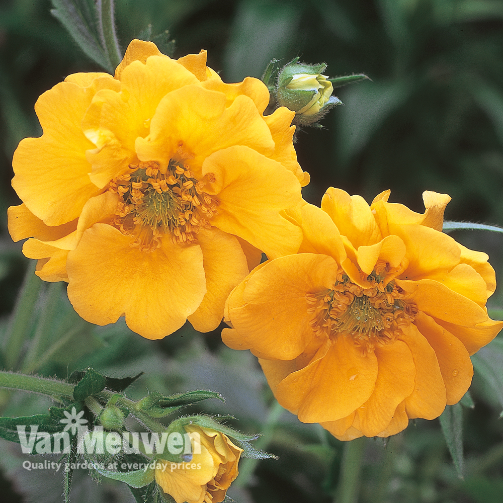 Geum Lady Stratheden