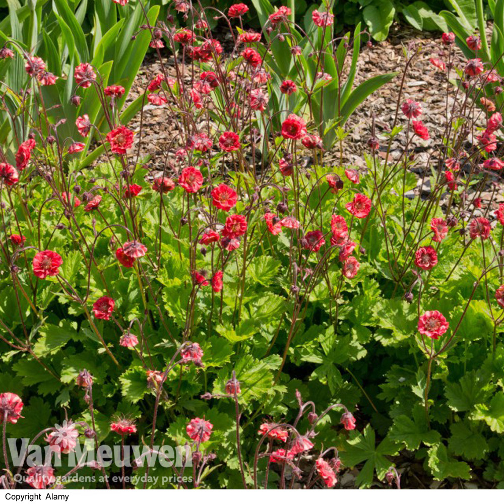 Geum 'Flames of Passion'