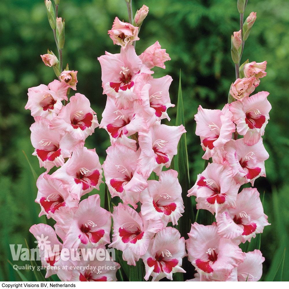 Gladiolus 'Wine & Roses'