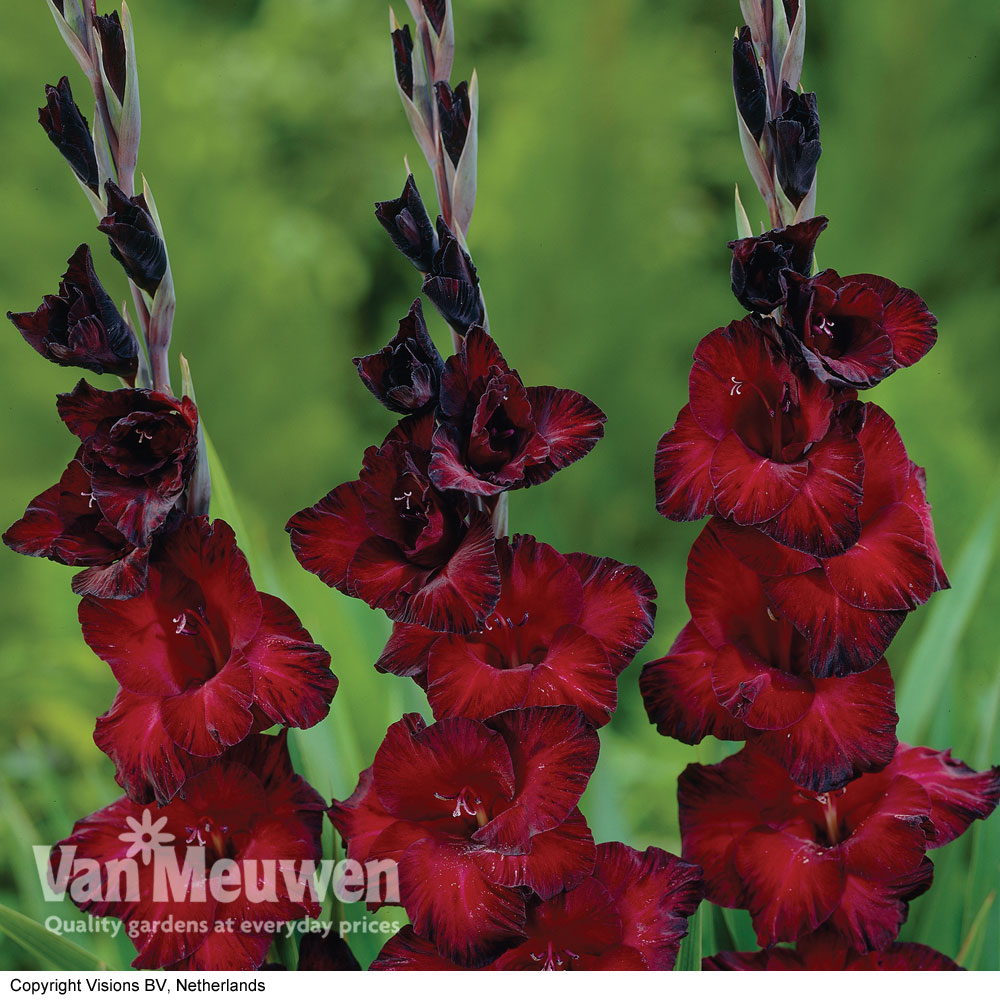 Gladiolus 'Black Jack'