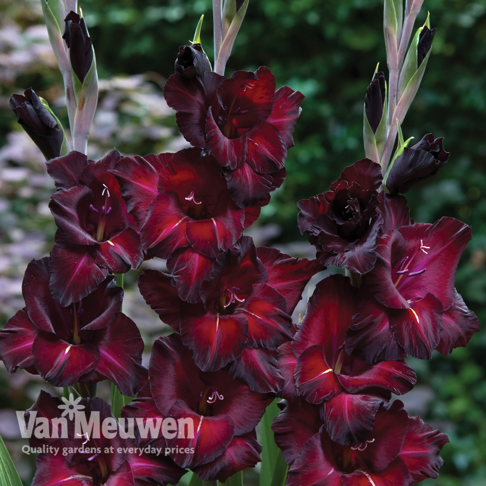 Gladiolus 'Black Surprise'