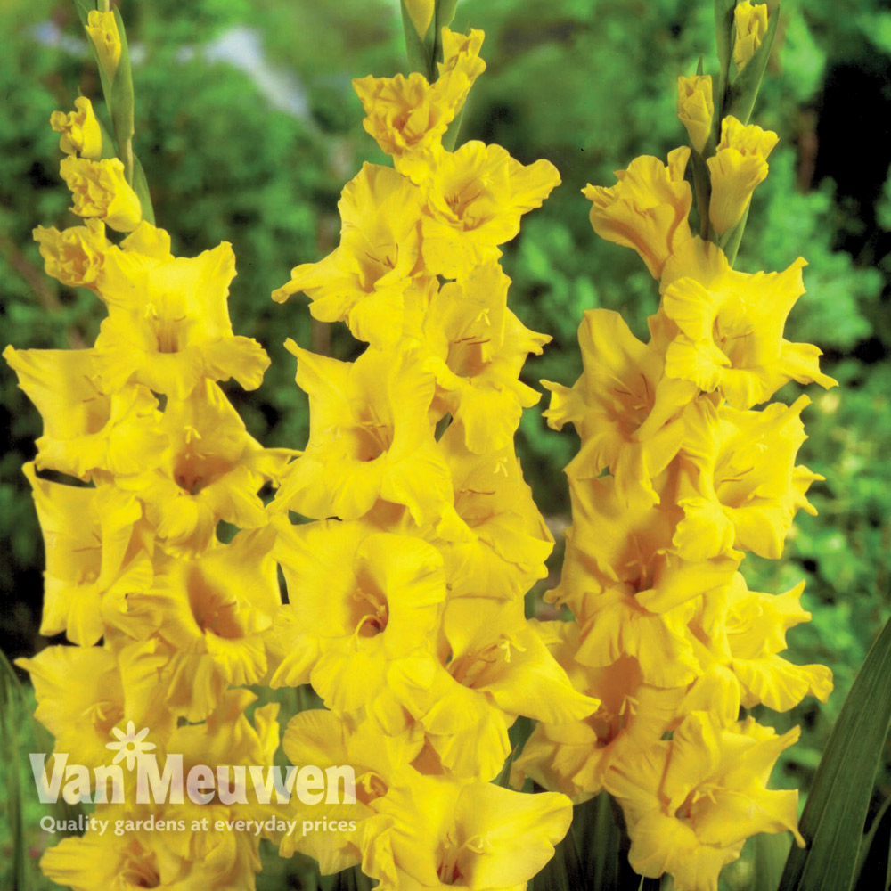 Gladiolus 'Limoncello'