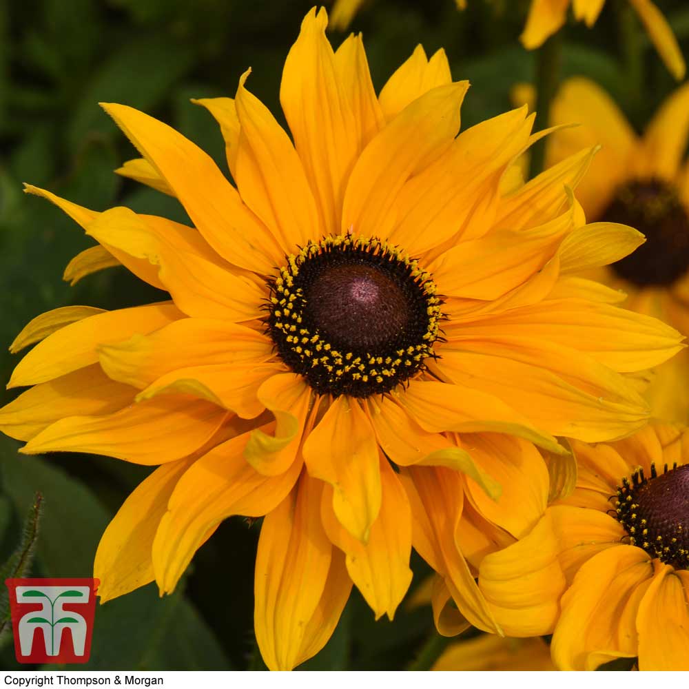 Rudbeckia 'Goldilocks'