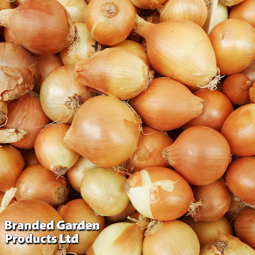 Shallot 'Golden Gourmet' (Spring planting)