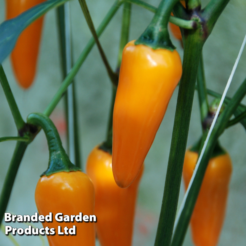 Chilli Pepper 'Golden Jalapeno'