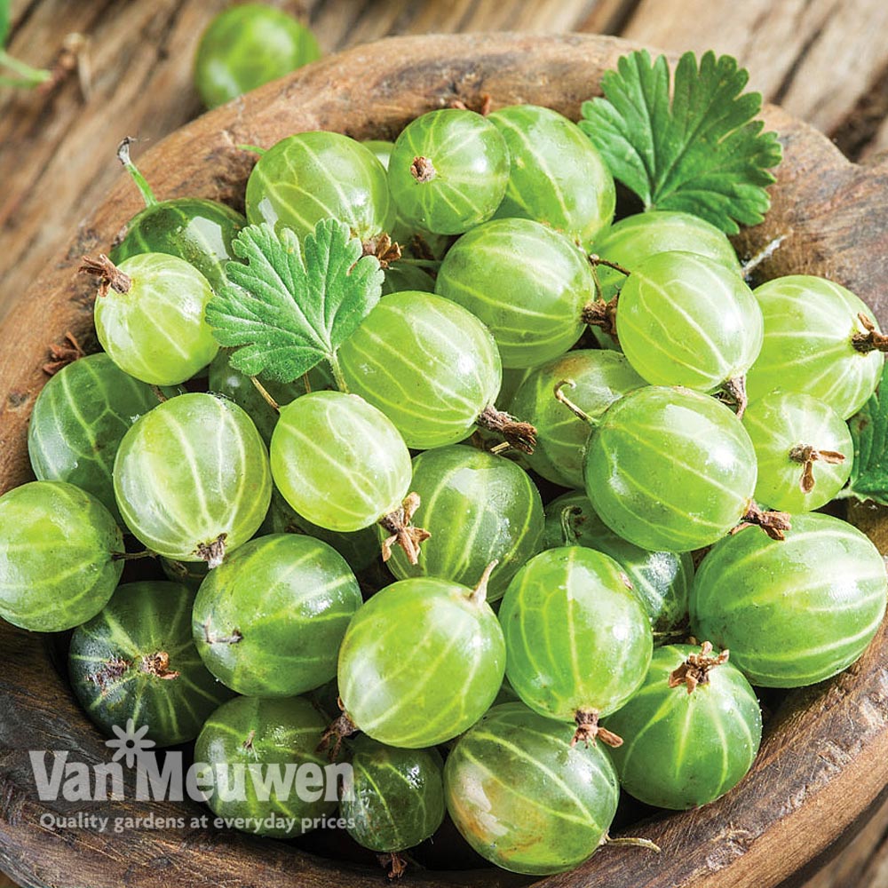 Gooseberry 'Invicta'