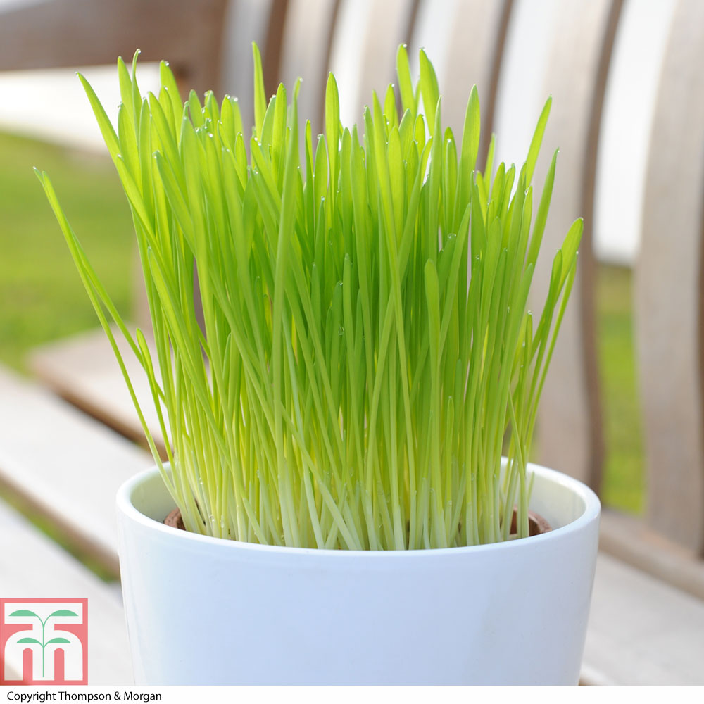 Cat Grass 'Tabby Cat'