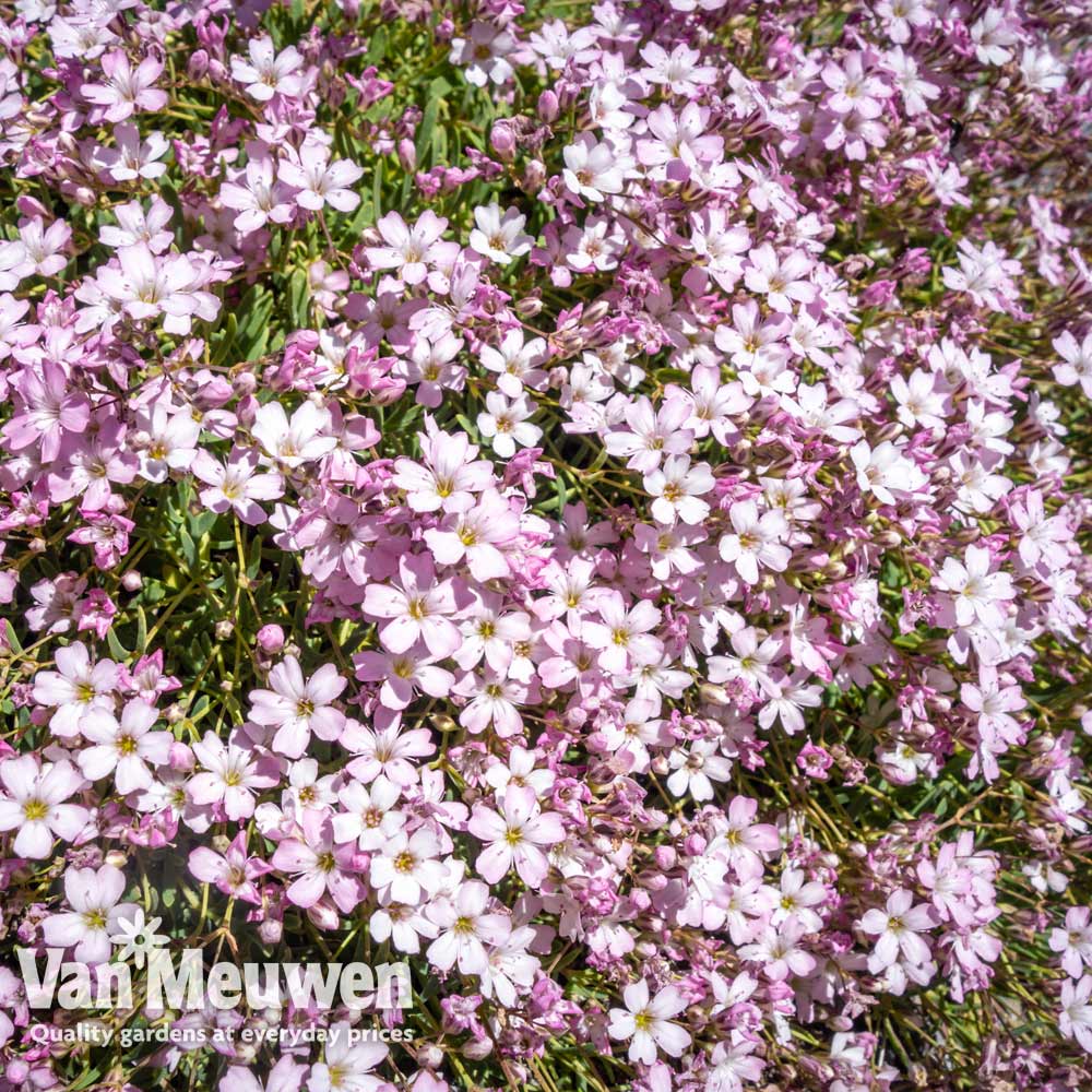 Gypsophila repens 'Rosea'