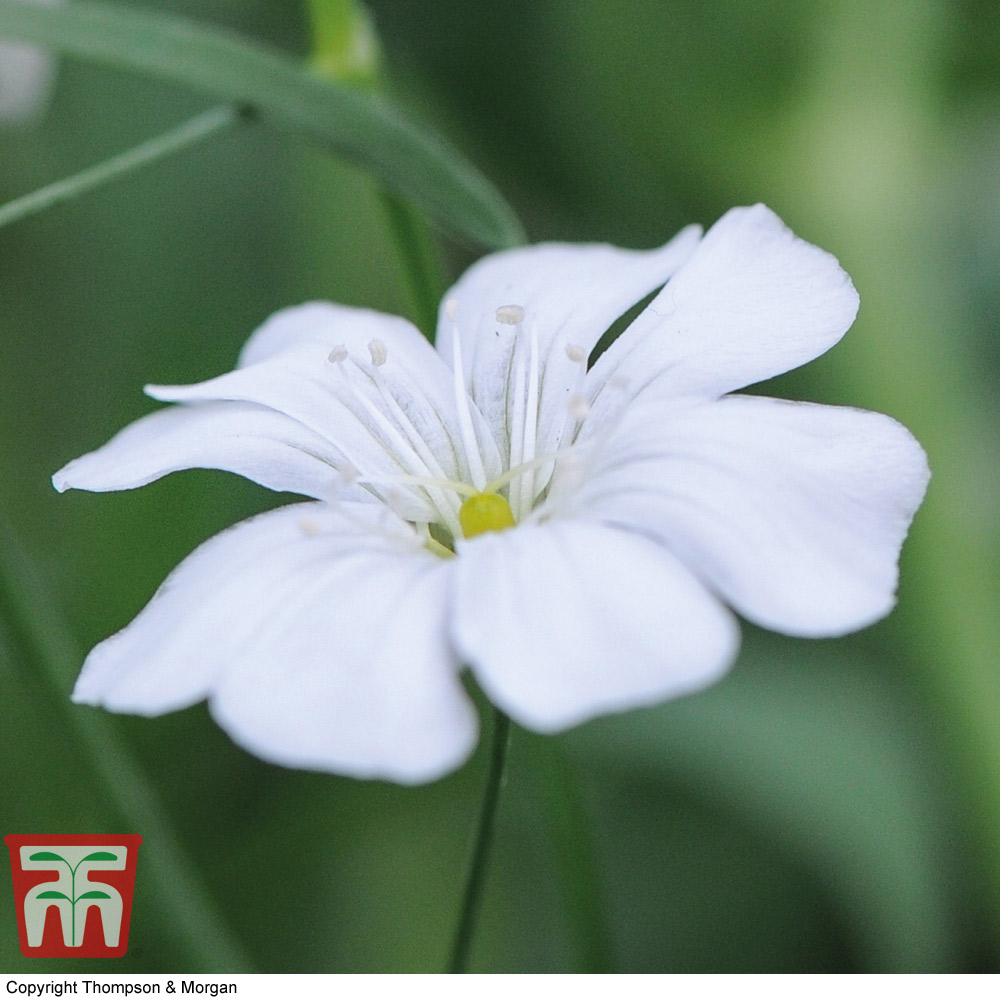 Gypsophila elegans 'Improved' Mixed