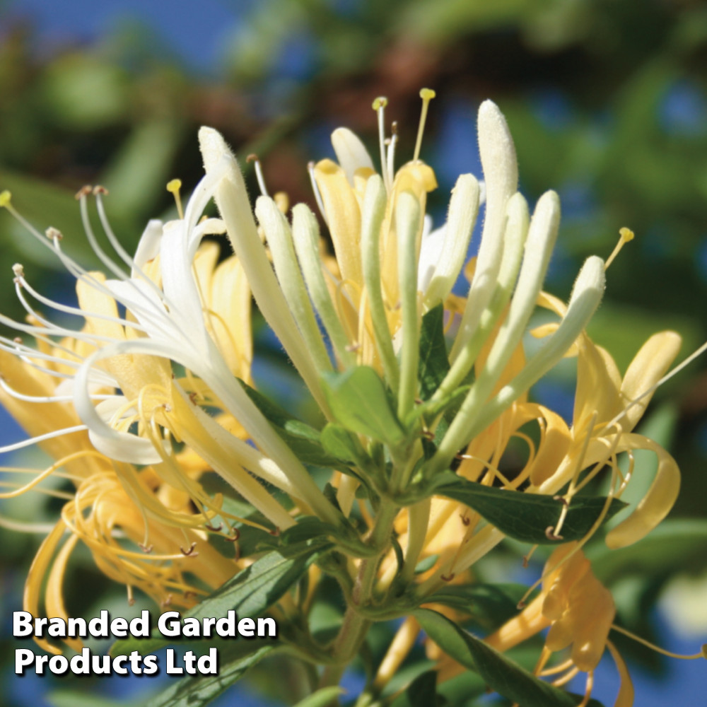 Honeysuckle 'Halliana'