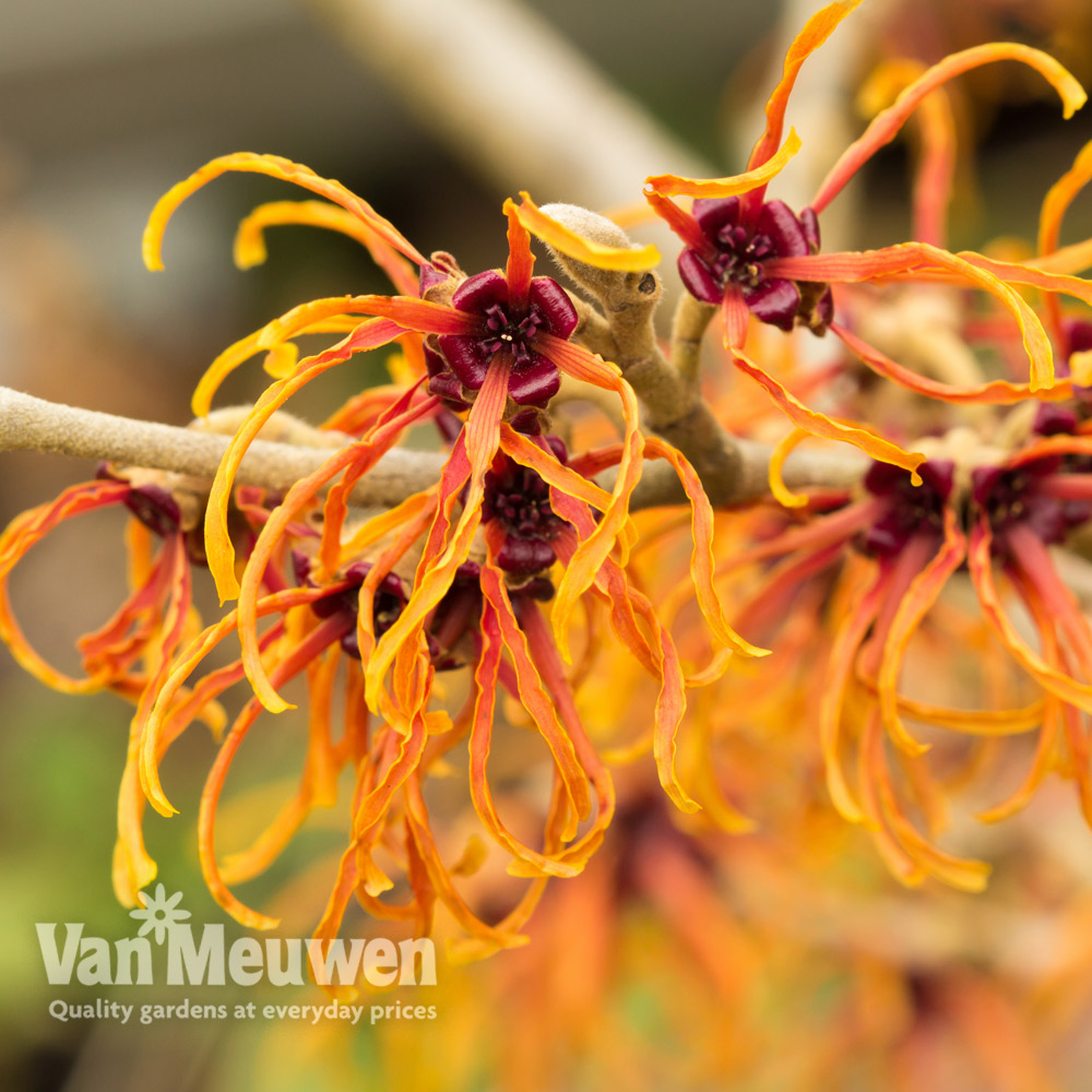 Hamamelis x intermedia 'Jelena'