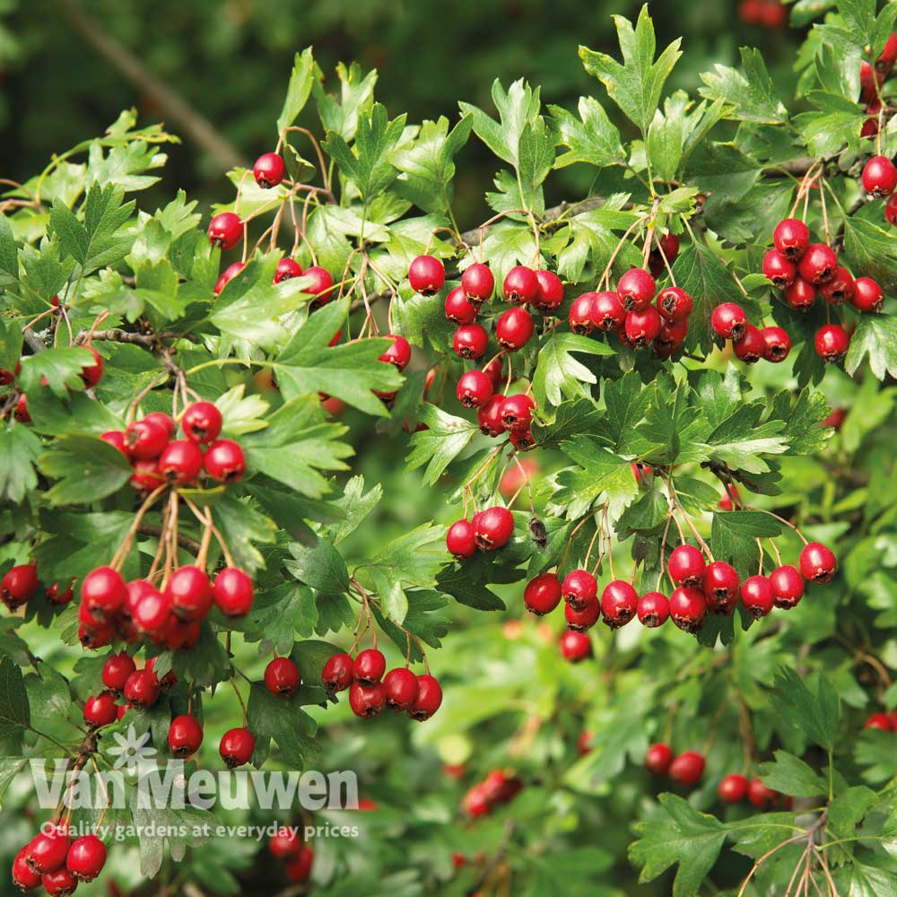 Crataegus monogyna (Hedging)