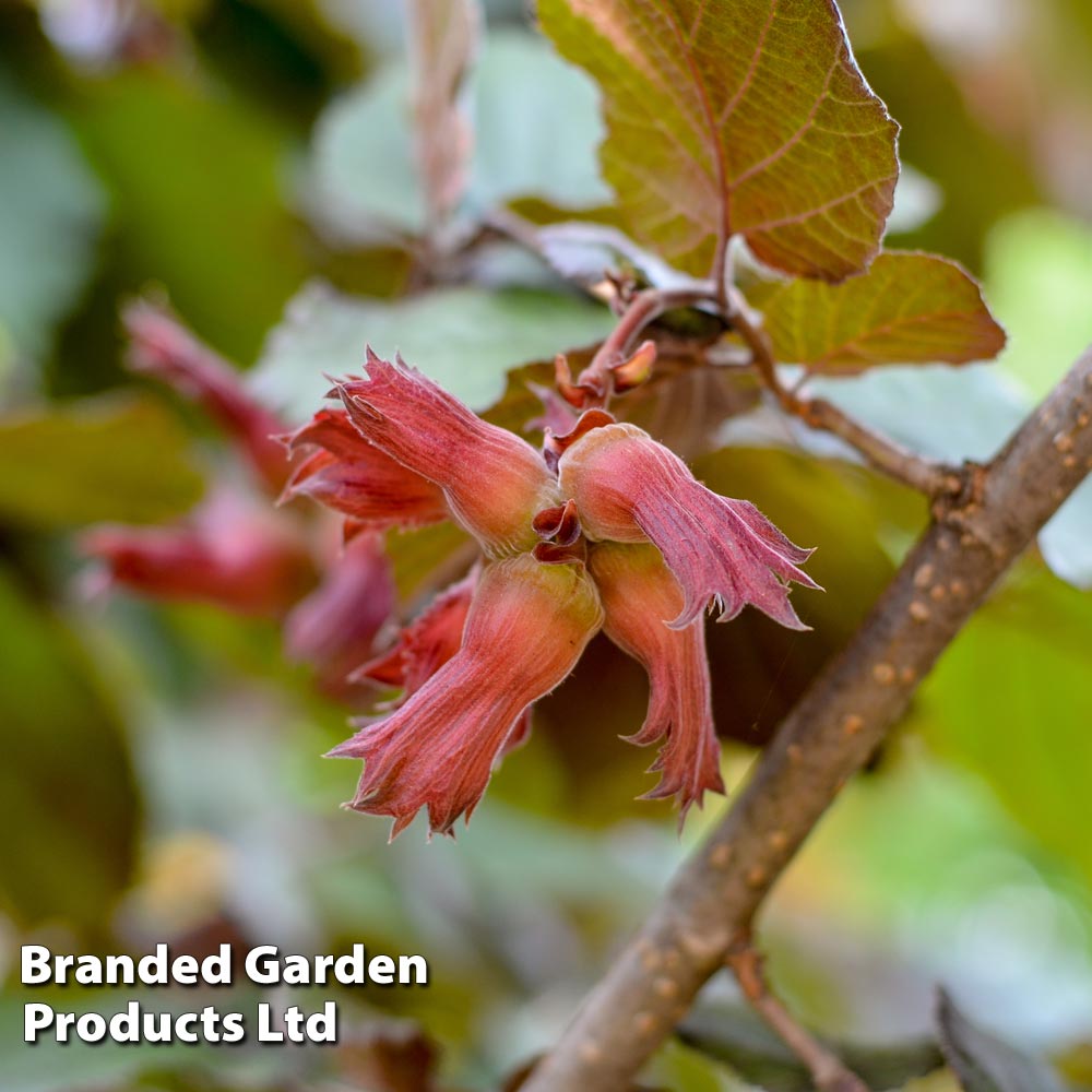 Hazelnut 'Red Cracker'