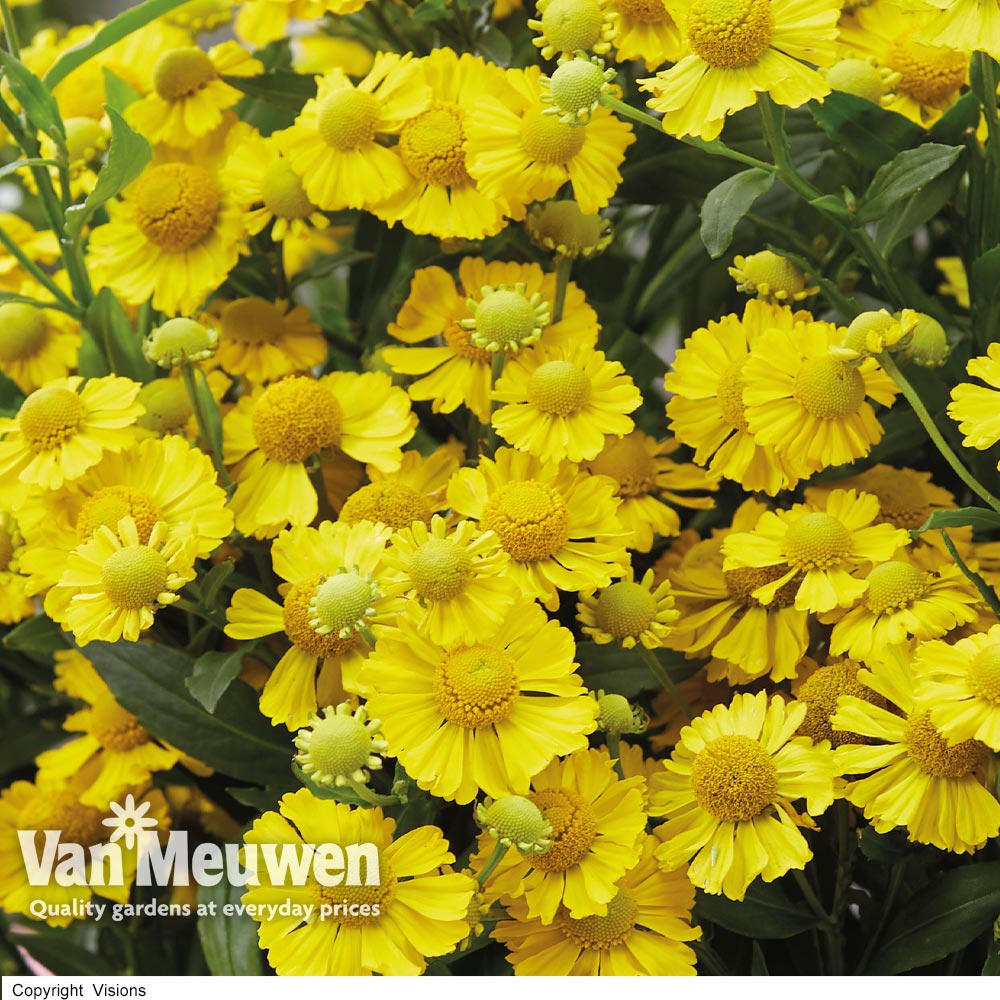 Helenium 'Lemon Sundae'