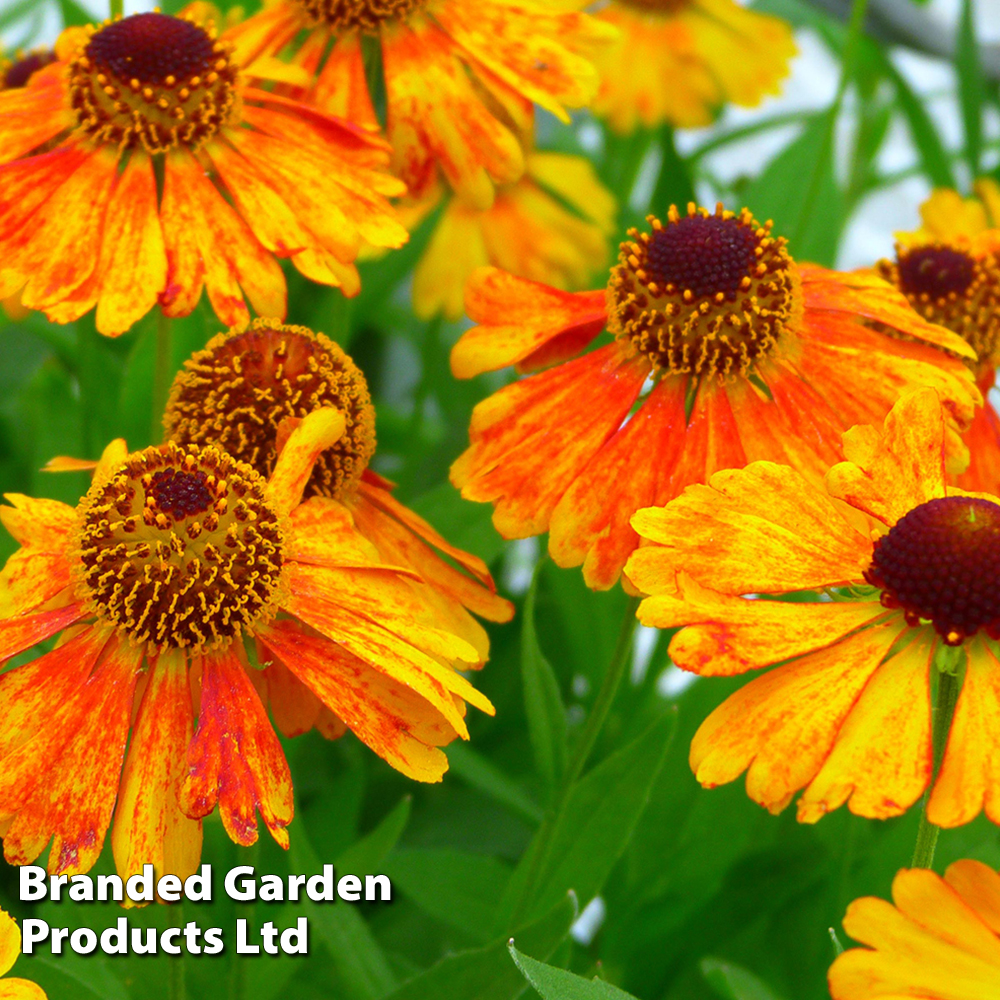 Helenium 'Mardi Gras' at Van Meuwen