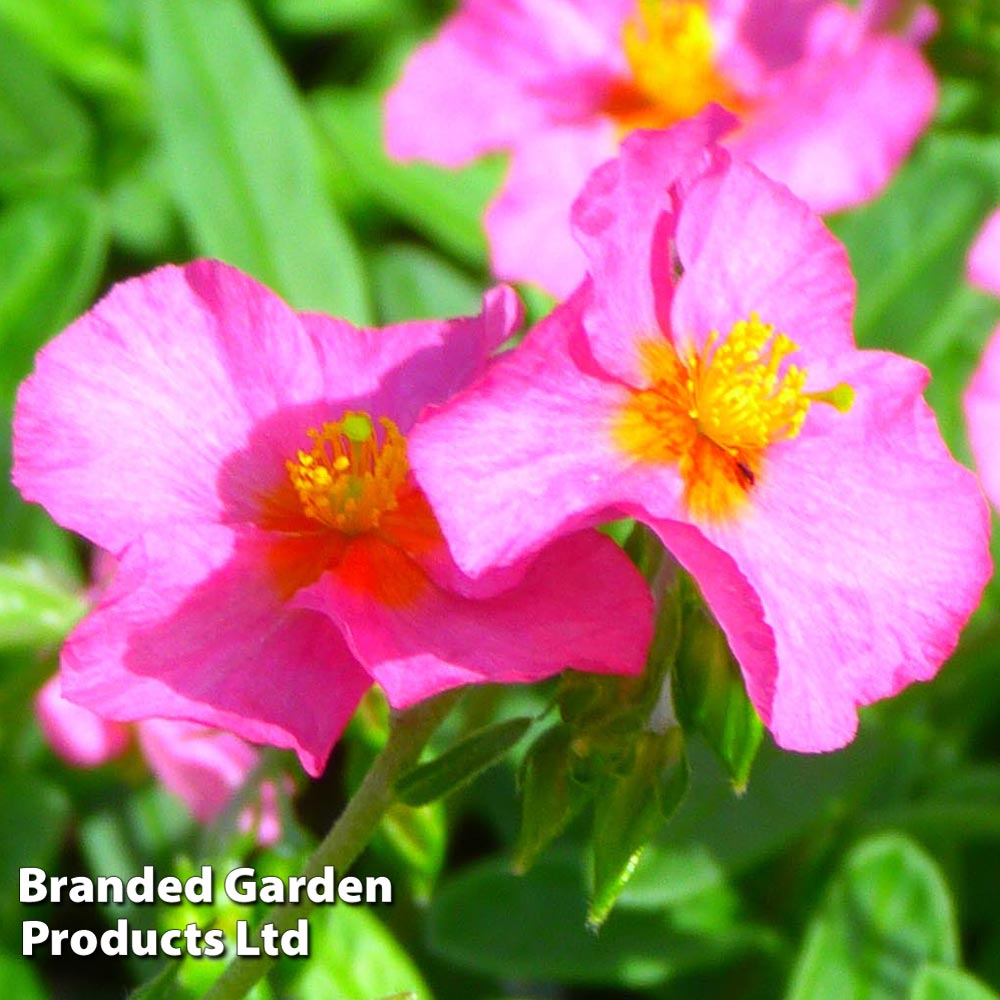 Image of Helianthemum Ben Hope