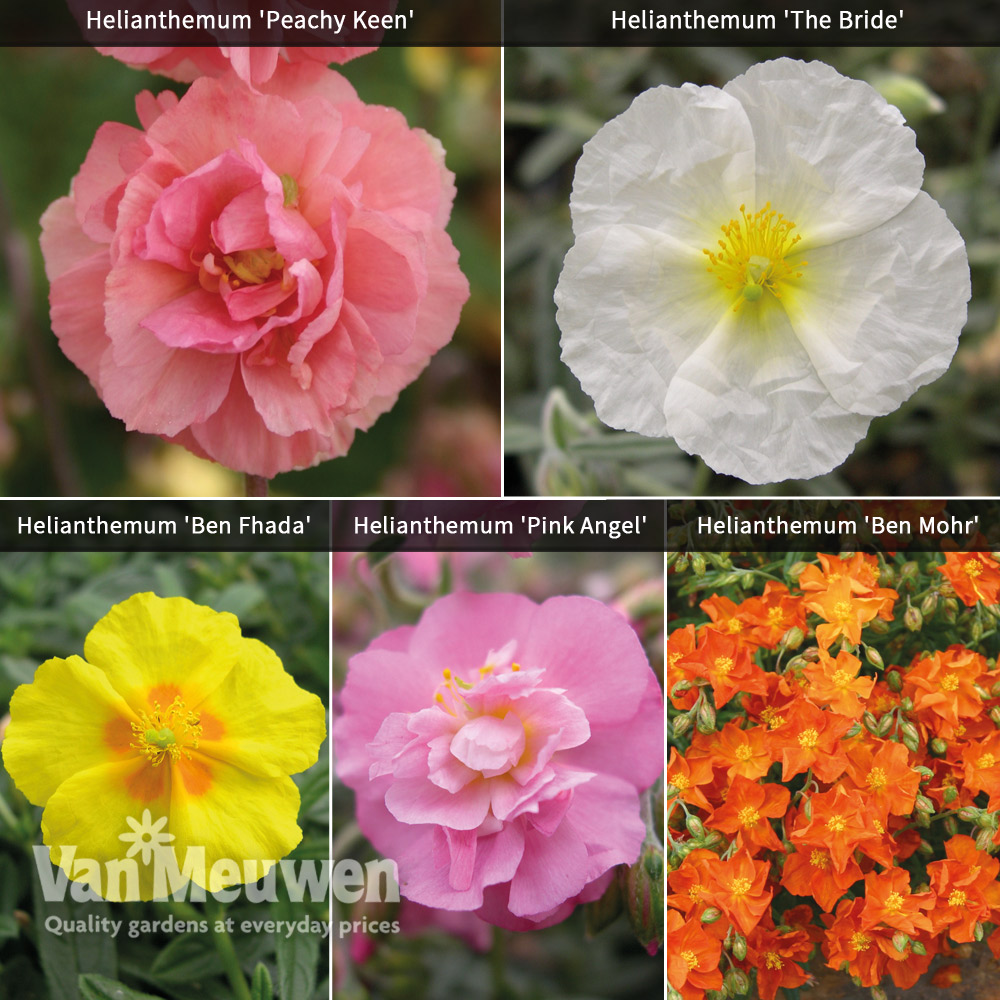 Helianthemum Collection