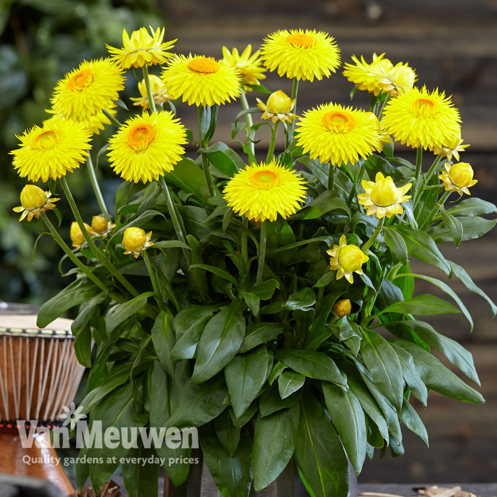 Xerochrysum 'Granvia&reg; Gold'