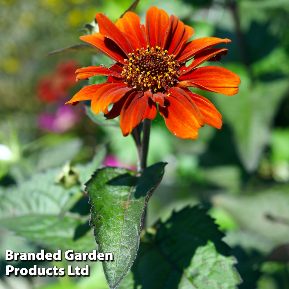 Heliopsis helianthoides 'Red Shades'