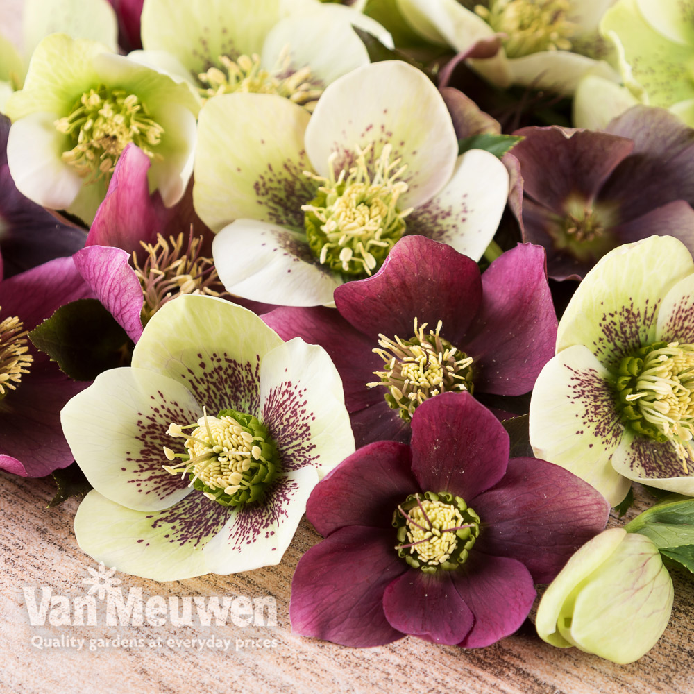 Hellebore x hybridus 'Mixed' (Lenten Rose)