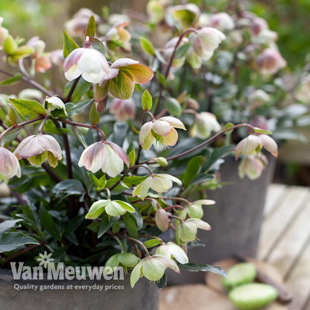 Hellebore x sahinii 'Winterbells'