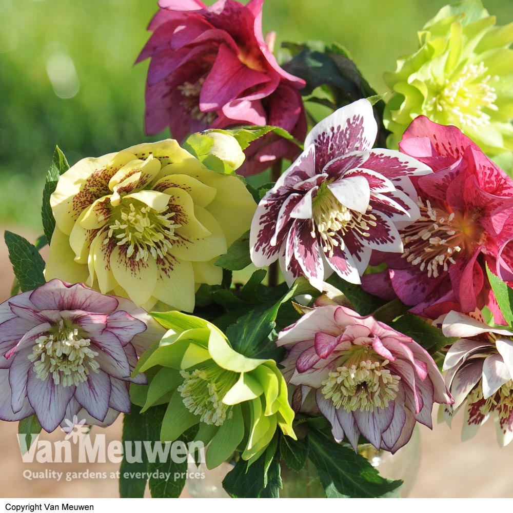 Hellebore 'Breeder's Mix'